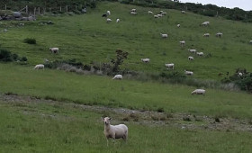 love-ireland-3